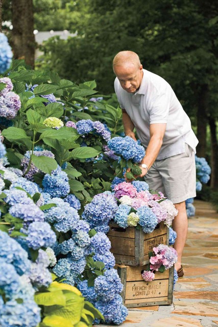 no biennial yes hydrangea flower.jpg