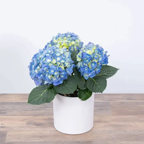 FCP 33 Blue Hydrangea Plant Wood.jpg