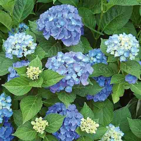 yes perennial yes live hydrangea.jpg