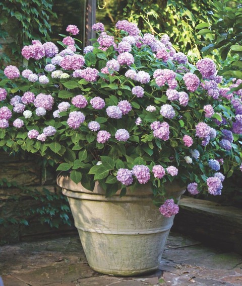 yes perennial yes hydrangea plan.jpg