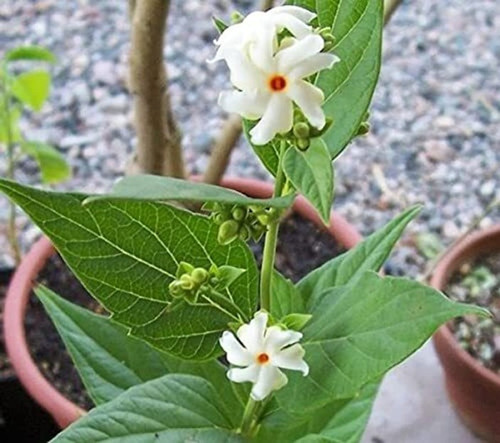 50 parijaat 29 na tricone origin.jpg