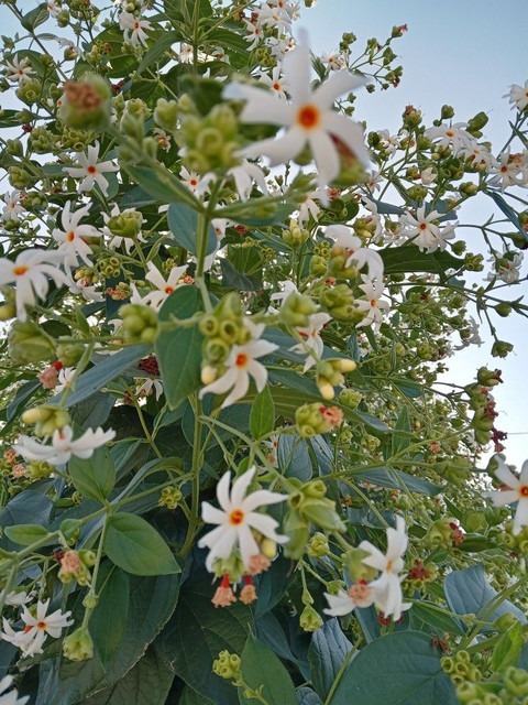10 night blooming jasmine tree o.jpg