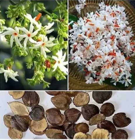 20 shiuli flower seeds harsinger.jpg