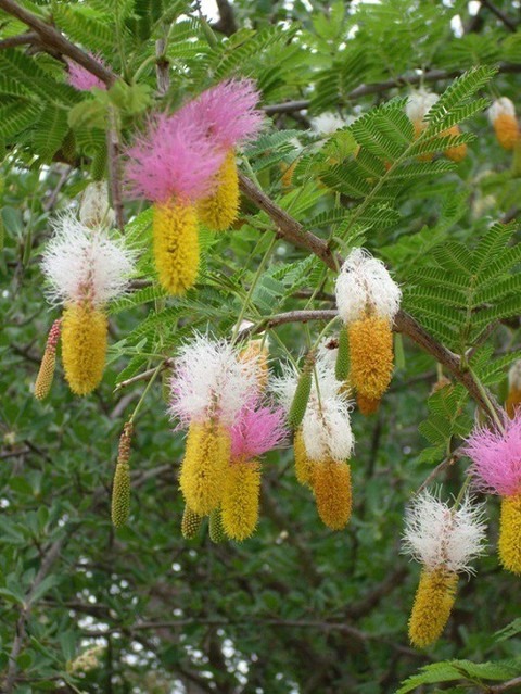 yes perennial yes shami flower p.jpg