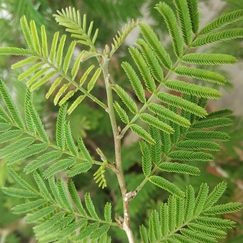 no annual no shami jand plant 1.jpg