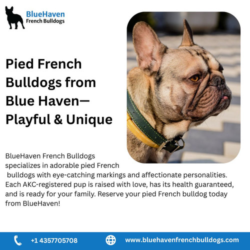 Blue Brindle French Bulldogs—Available at Blue Haven (1).jpg