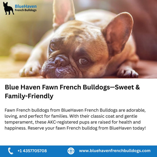 Blue Brindle French Bulldogs—Available at Blue Haven (2).jpg