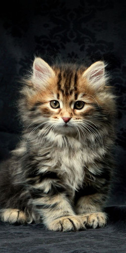 cats phone wallpapers (1).jpg