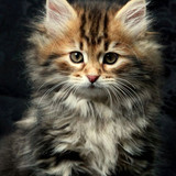 cats phone wallpapers (1)