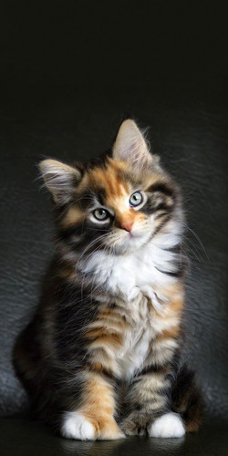 cats phone wallpapers.jpg