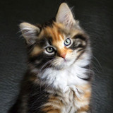 cats phone wallpapers