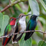 5098d0a31b7e7e2c1cf95d916d463070