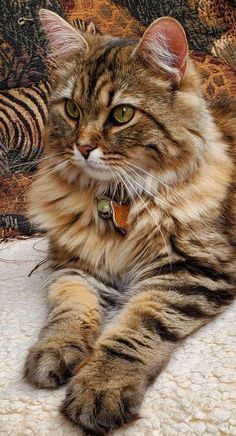 Guy Wakes Up From A Nap To A Stray Kitten Sleeping On His Stomach, Decides To Keep It in 2024 Sleepi.jpg