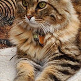 Guy Wakes Up From A Nap To A Stray Kitten Sleeping On His Stomach, Decides To Keep It in 2024 Sleepi