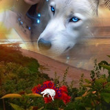 Mulheres e lobos (3)