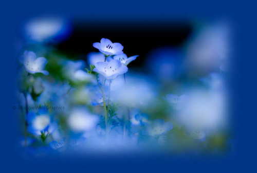 blue mist header.jpg