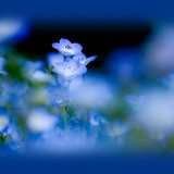 blue mist header