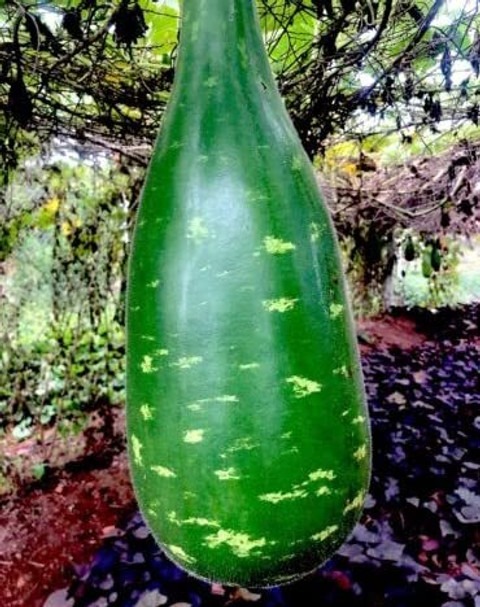 500 dark green bottle gourd tile (1).jpg