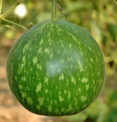 BottleGourdRoundDarkGreen.jpg