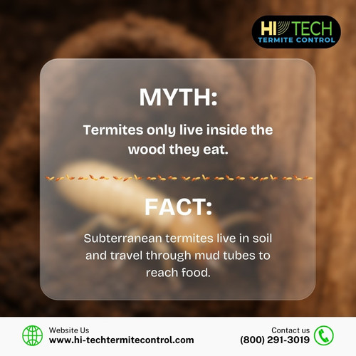 Myth Termites only live inside the wood they eat.jpg