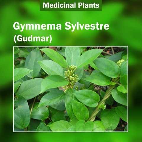yes annual yes gurmar planttwe s.jpg