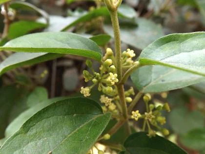 plantzoin cowplant gurmar gymnem.jpg