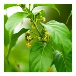 gurmar live plant 250x250.jpg