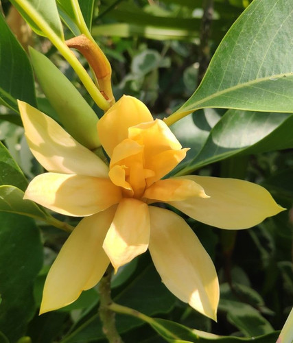 Magnolia champaca.jpg