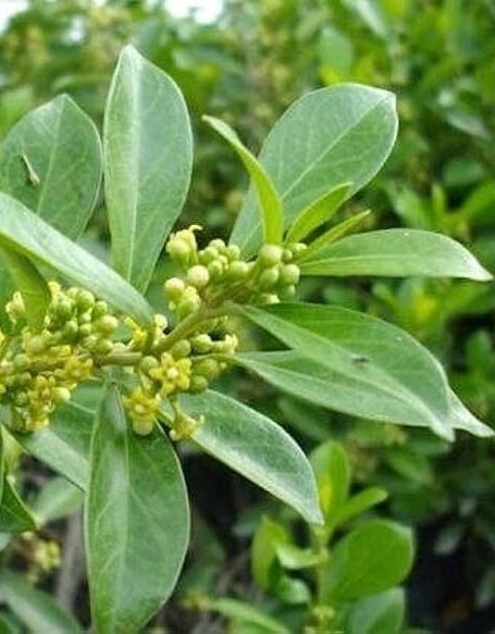 yes annual yes gurmar plant fg s.jpg