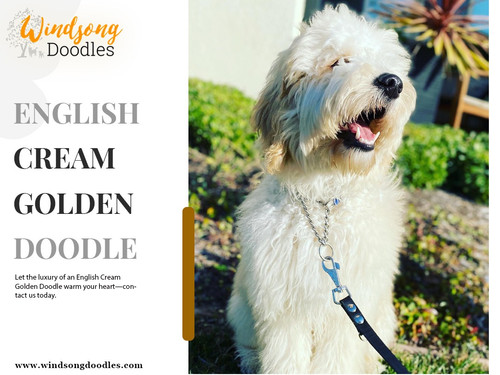 English Cream Golden Doodle.jpg