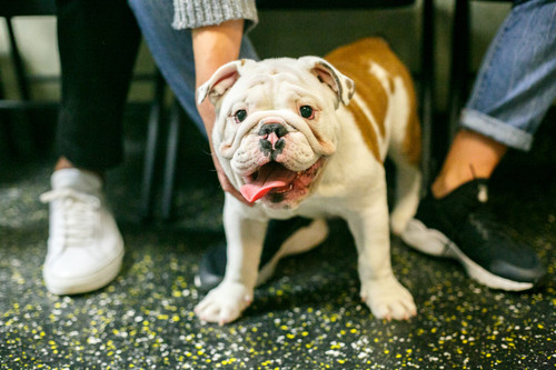 Puppy Training in NYC.jpg