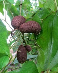 dioscorea bulbifera purple color.jpg