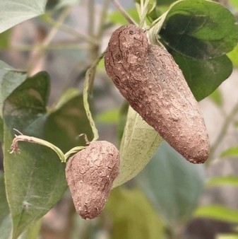 hanging potato type climbing pla.jpg