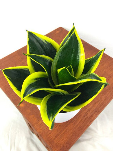 Snake Plant Mother in Law's Tongue (sansevieria Hahnii Black Star) Air Purifying Plant Easy Car.jpg