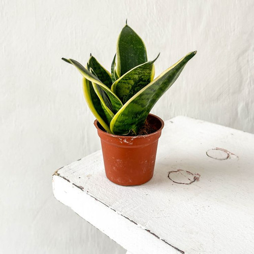 Mini Sansevieria Trifasciata Golden Hahnii 'Snake Plant'.jpg