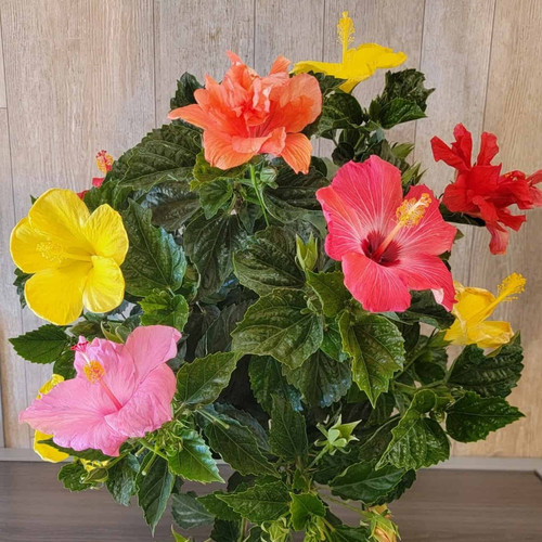 All Colors hibiscus Bush for sal.jpg