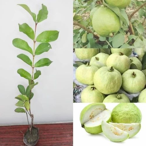 guava plants l 49 vnr 500x500.jpg