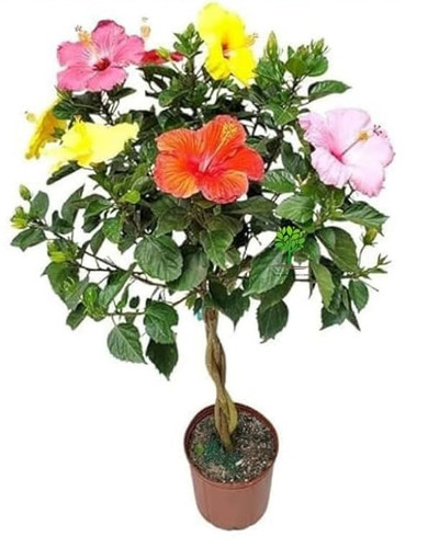 61U1U4CSWCL. AC UF1000,1000 QL80.jpg