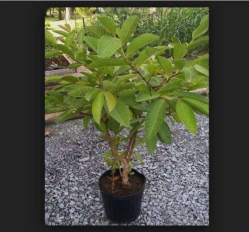 guava plant 500x500 (1).jpg