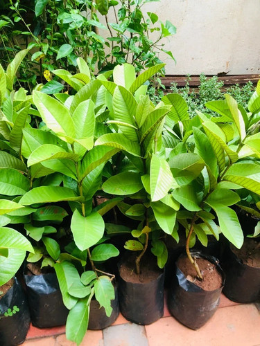 guava plant (1).jpg