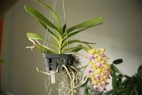vanda orchids flower 500x500.jpg
