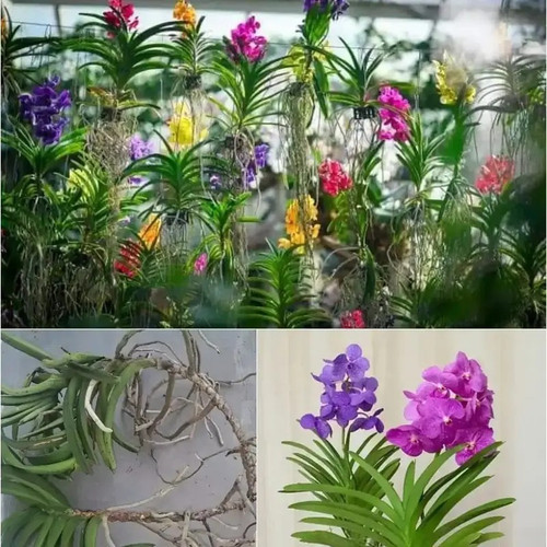 8Hh4zAXJ 800 800.jpg