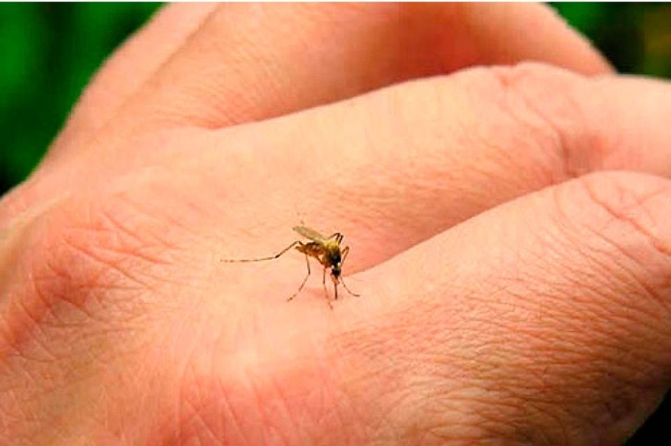 Dengue: hay 13 barrios con la presencia del vector