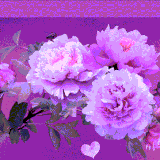 Roos Theme desgn Header