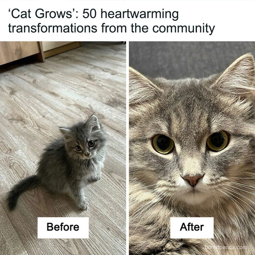 the best of cat grows.jpg
