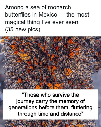 butterflies in mexico photography hobopeeba part 2.jpg