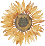 sunflower.png
