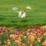 Hayes Studio PRE 1987