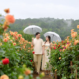 Hayes Studio PRE 2159