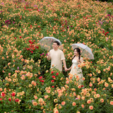 Hayes Studio PRE 2228